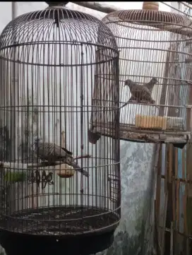Di jual murah burung perkutut lokal nuktok