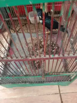 Jual burung raja preling