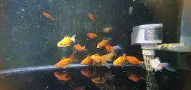 Ikan koki borongan