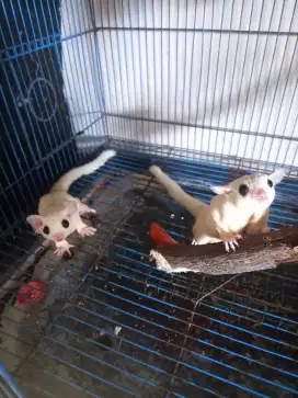 sugar glider sepasang leucistik indukan produksi