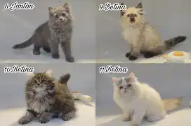 Kucing kitten persia himalaya peaknose longhair bulu kapas