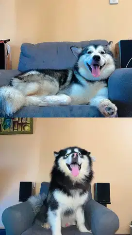 Alaskan Malamute dan Akita Amerika