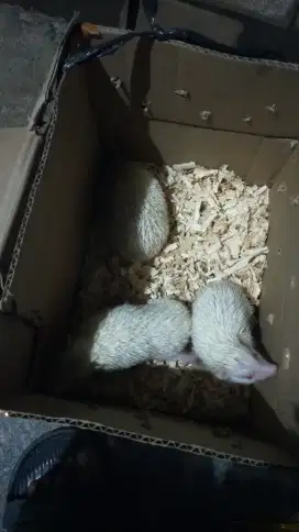 Landak mini albino