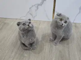 Kucing scotish lucu imut