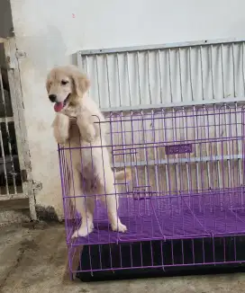 Golden Retriever Puppys Usia 2 bulanan Big Bone Nice Anatomi Stambum