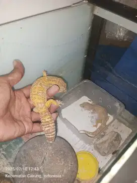 Leopard gecko sepsang