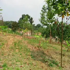 Dijual tanah murah
