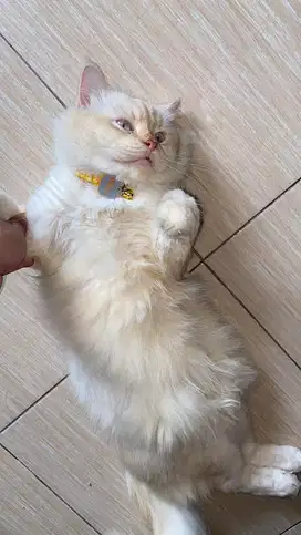 Kucing persmed bigbone jantan