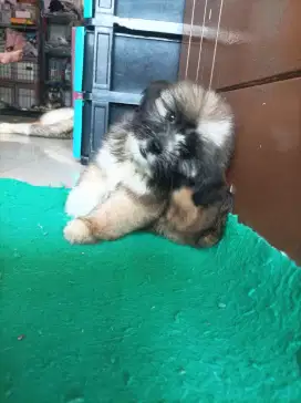 Jual Shih Tzu puppies anakan