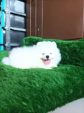 Jual minipom puppies party colour