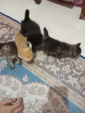 Kucing gratis bonus 2 kandang, tofu dan pangam