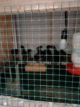 Ayam cemani persilngn birma