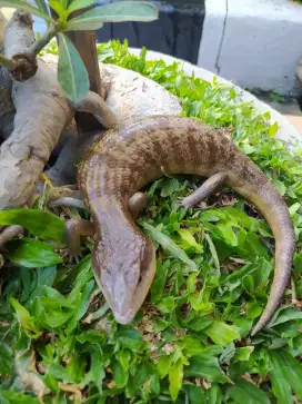 panana kadal reptil berkaki