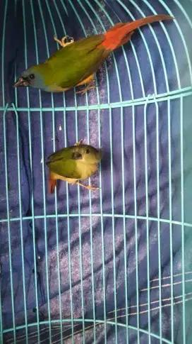 Binglis Bondol ijo sepasang siapan