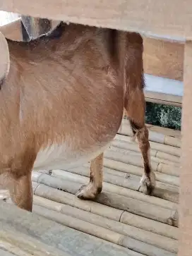 Kambing hamil tua