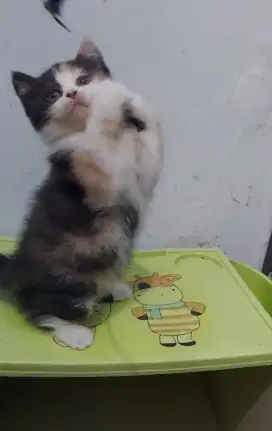 BSH Calico Female Non Ped