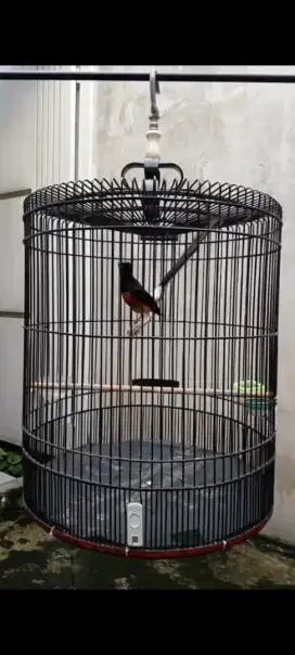 Burung murai hutan ekor 21