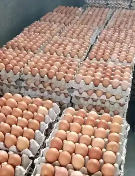 Suplier telur ayam negeri