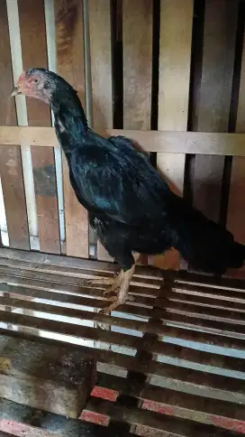 ayam babon pakhoy brakot