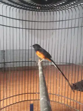 Burung muray Medan bahorok ori