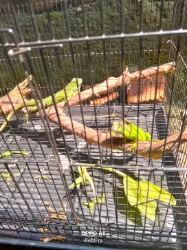 Gren iguana minusan beli 1 gratis 1