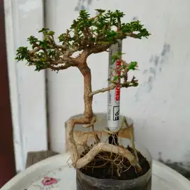 Bonsai sancang Mame