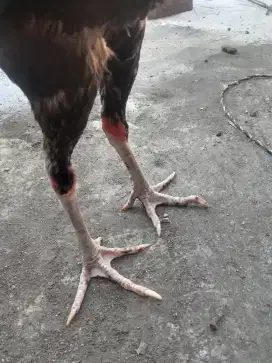 Ayam Bangkok satria sinekti