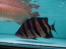Ikan Tiger Datz Sumatera