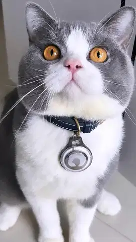 Kucing british shorthair bsh british short hair jantan betina