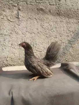 Ayam kate betina abu abu