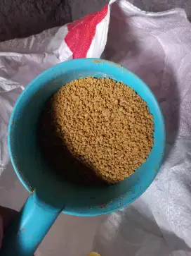 Pakan ayam buras