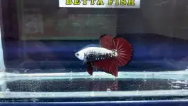 Plakat Red Samurai