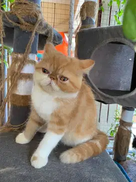 Kucing Kitten Exotic Shorthair Peaknose Betina