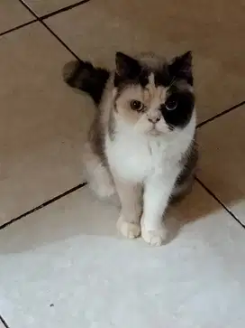 Adopsi Kucing Persia/Anggora Lucu! Siap Jadi Teman Manjamu!