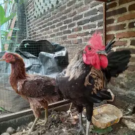 Sepasang ayam pelung dewasa