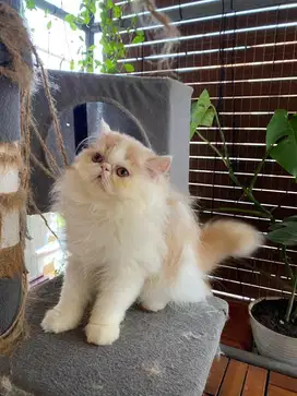 Kucing Kitten Persia Peaknose