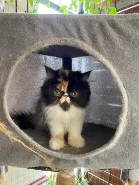 Kucing Kitten Persia Peaknose