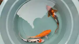 Obral Koi & Patin Albino Jumbo