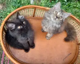 Kucing persia sojodo