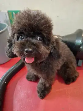 Poodle betina grey pendek pesek tiny super kecil