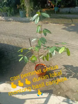 Cangkokan durian Montong lokal