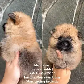 Minipom Jantan Sable Colour Murah