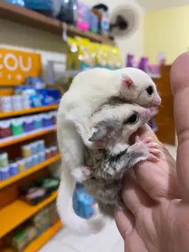 Sugar glider joey