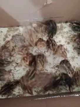 Jual anak puyuh seminggu.