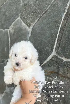 White Toy Poodle Murah (Jantan)
