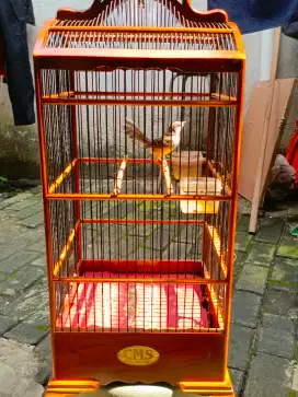 Ciblek Semi Joss