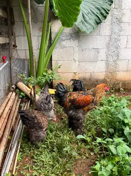 Ayam hias brahma