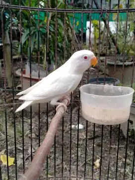 Lovebird Albino Mm
