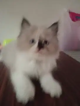 Kitten Himalaya usia 2bln