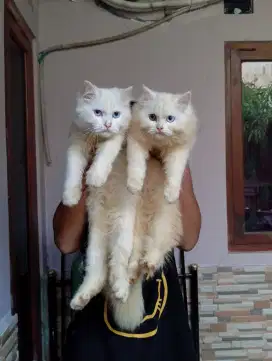 kucing persia odd eyes sepasang
